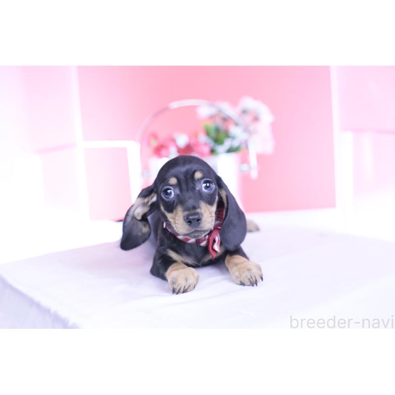 販売中の愛知県のカニンヘンダックスフンド(スムースヘアード)-437316の9枚目