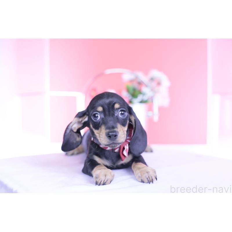 販売中の愛知県のカニンヘンダックスフンド(スムースヘアード)-437316の8枚目