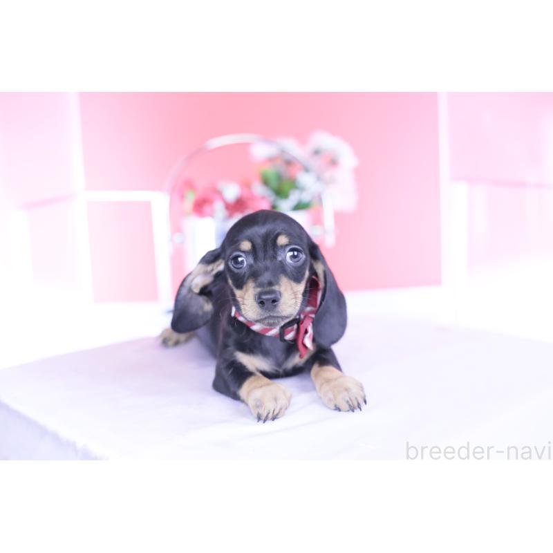 販売中の愛知県のカニンヘンダックスフンド(スムースヘアード)-437316の6枚目
