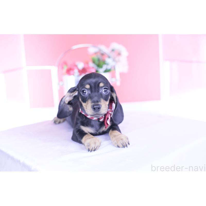 販売中の愛知県のカニンヘンダックスフンド(スムースヘアード)-437316の5枚目