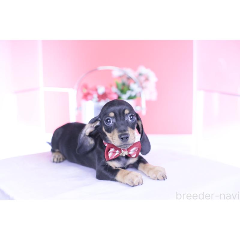 販売中の愛知県のカニンヘンダックスフンド(スムースヘアード)-437316の3枚目