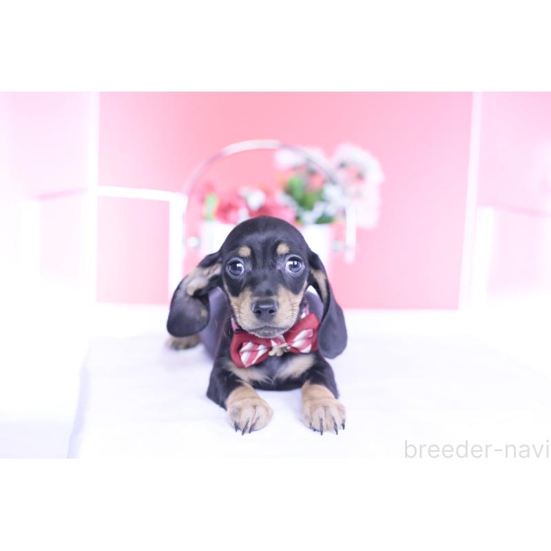 販売中の愛知県のカニンヘンダックスフンド(スムースヘアード)-437316の2枚目