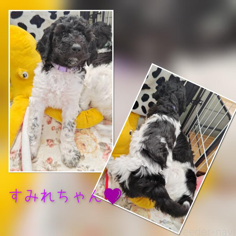 販売中の静岡県のスタンダードプードル-434694