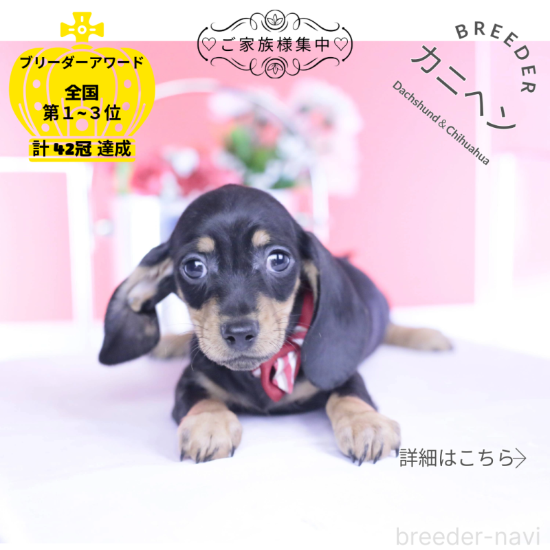 販売中の愛知県のカニンヘンダックスフンド(スムースヘアード)-437316