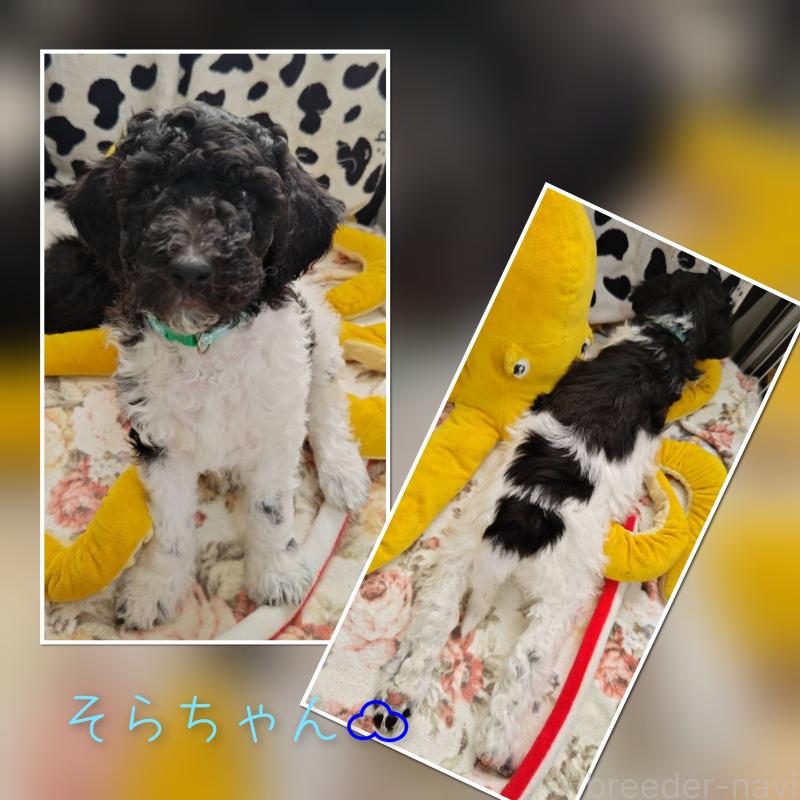 販売中の静岡県のスタンダードプードル-434700