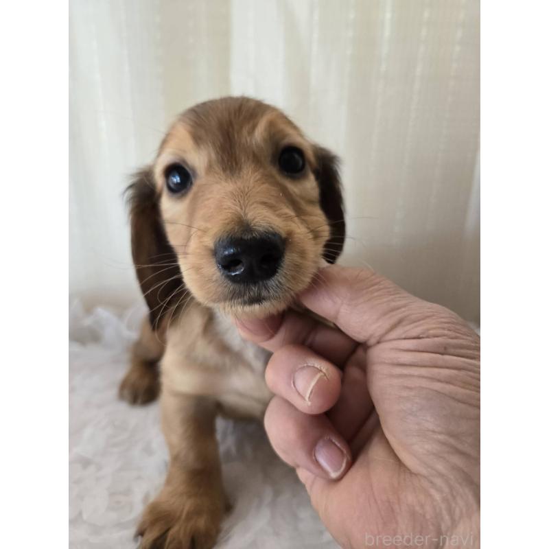 販売中の茨城県のミニチュアダックスフンド(ロングヘアード)-442232の4枚目