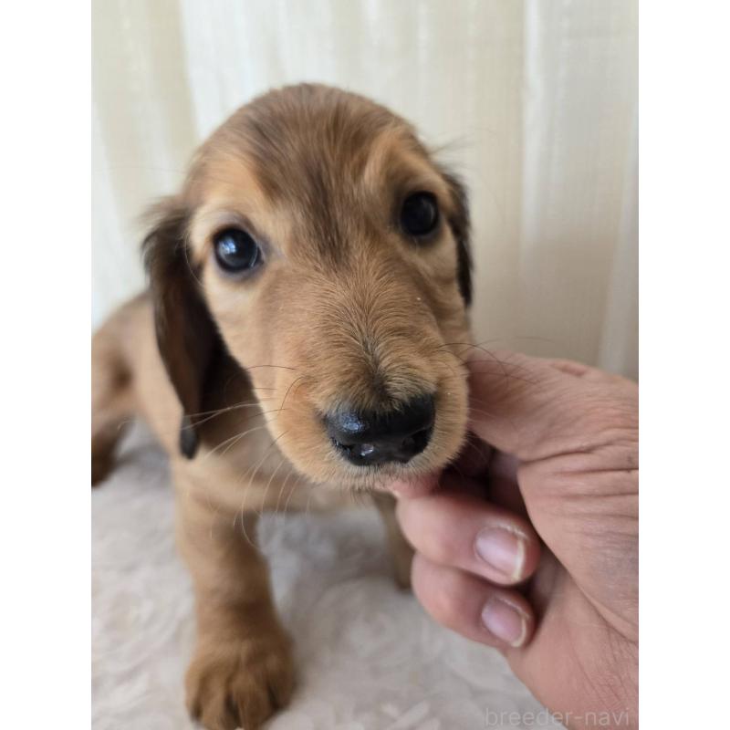 販売中の茨城県のミニチュアダックスフンド(ロングヘアード)-442232の3枚目