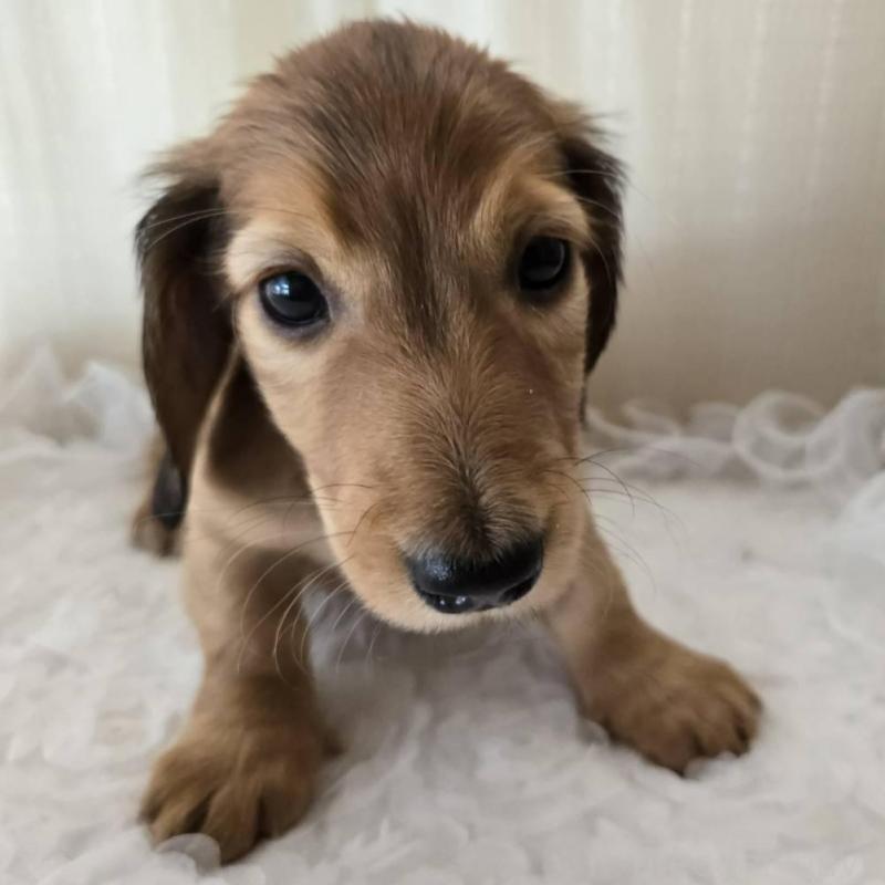 販売中の茨城県のミニチュアダックスフンド(ロングヘアード)-442232の2枚目