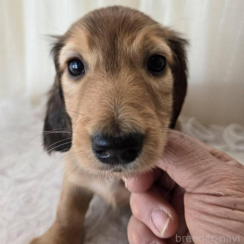 販売中の茨城県のミニチュアダックスフンド(ロングヘアード)-442232の1枚目