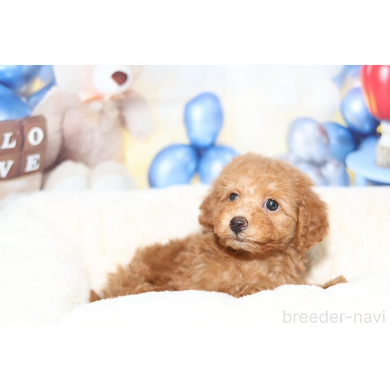 販売中の大阪府のタイニープードル-442233の3枚目