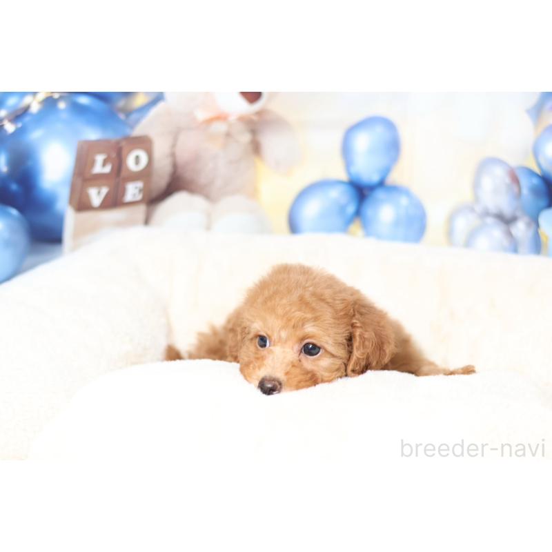 販売中の大阪府のタイニープードル-442233の2枚目