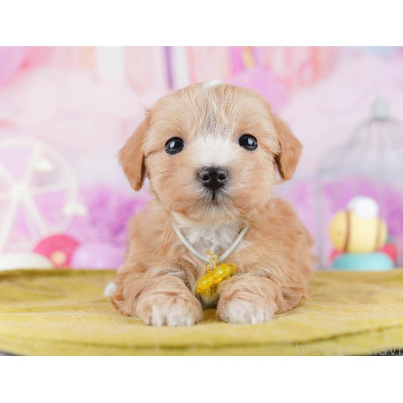 販売中の東京都のマルプー:マルチーズ×トイプードル-442236