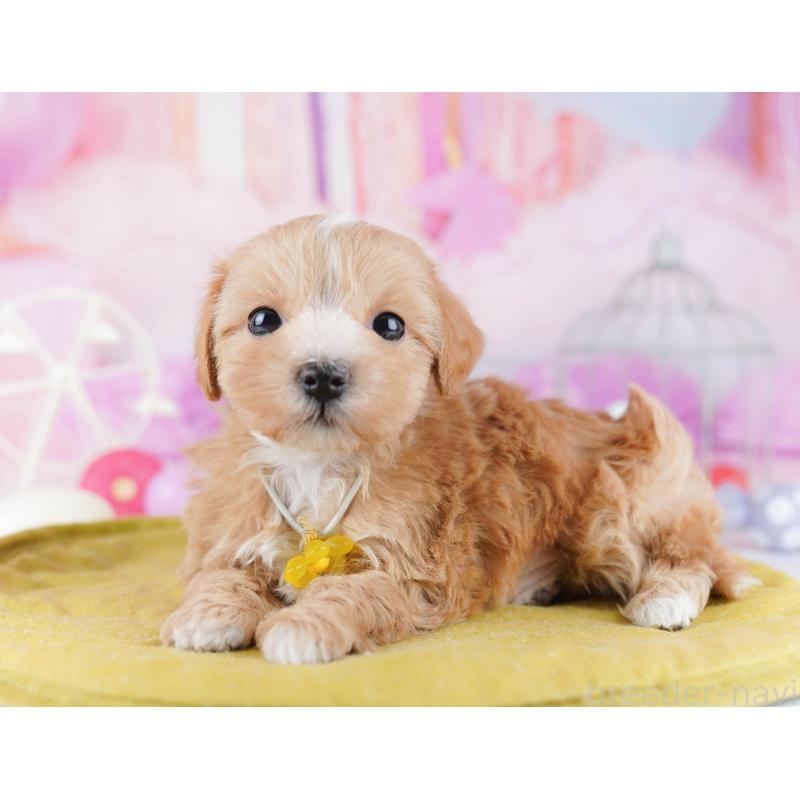 販売中の東京都のマルプー:マルチーズ×トイプードル-442236の6枚目