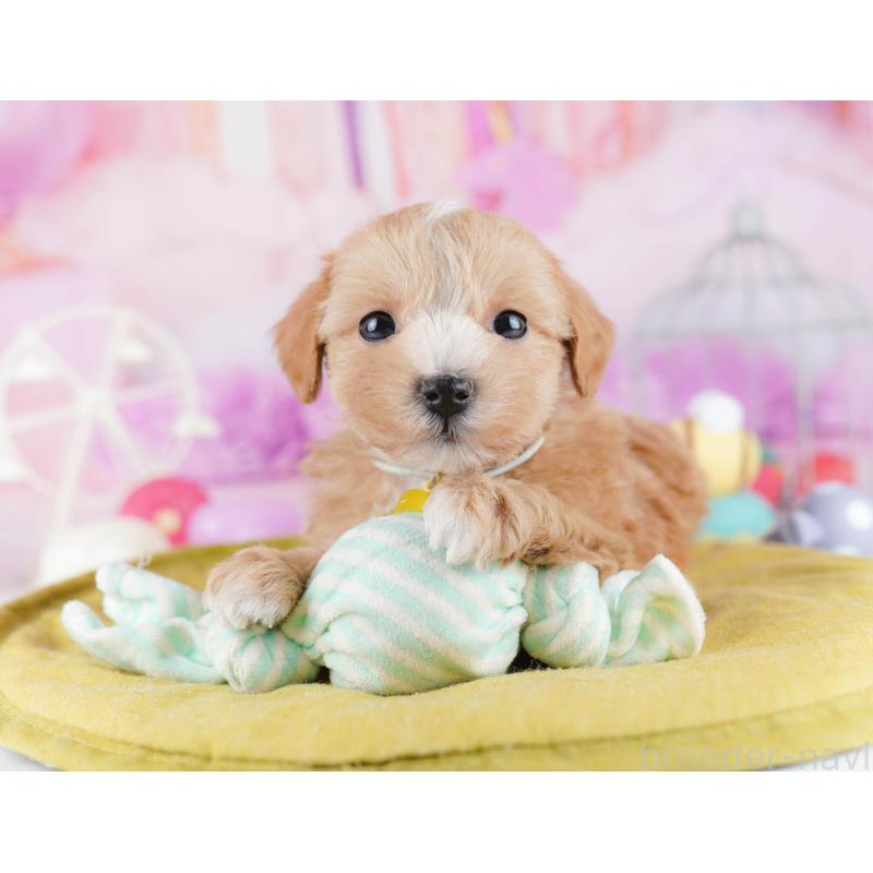 販売中の東京都のマルプー:マルチーズ×トイプードル-442236の4枚目