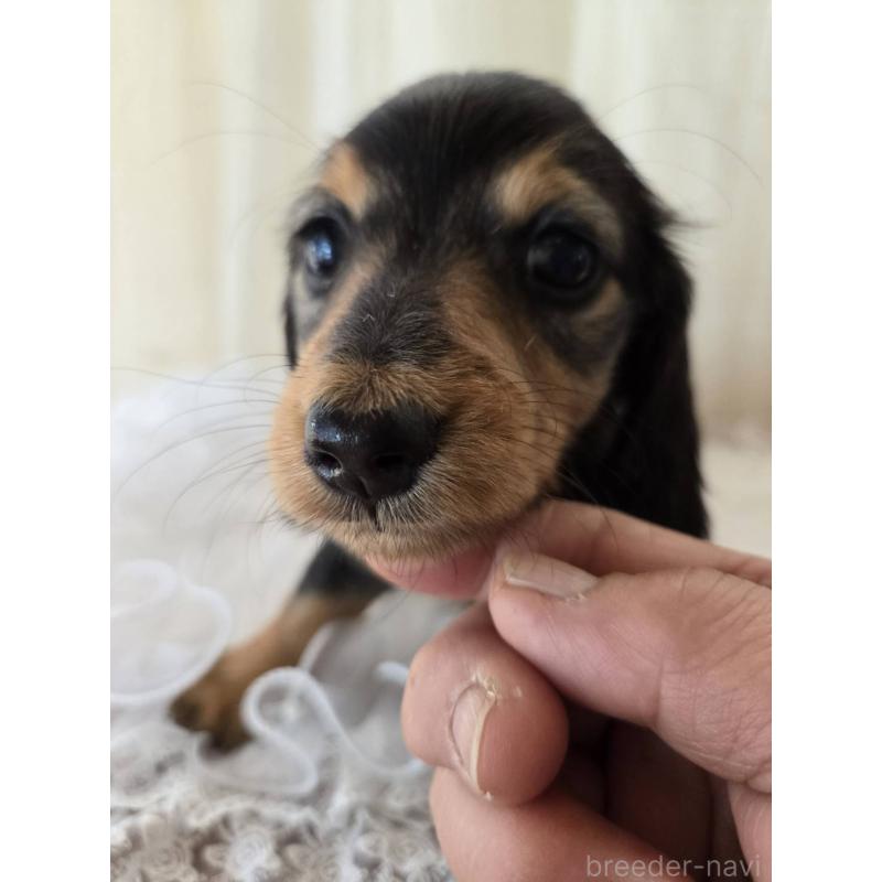 販売中の茨城県のミニチュアダックスフンド(ロングヘアード)-442235の4枚目