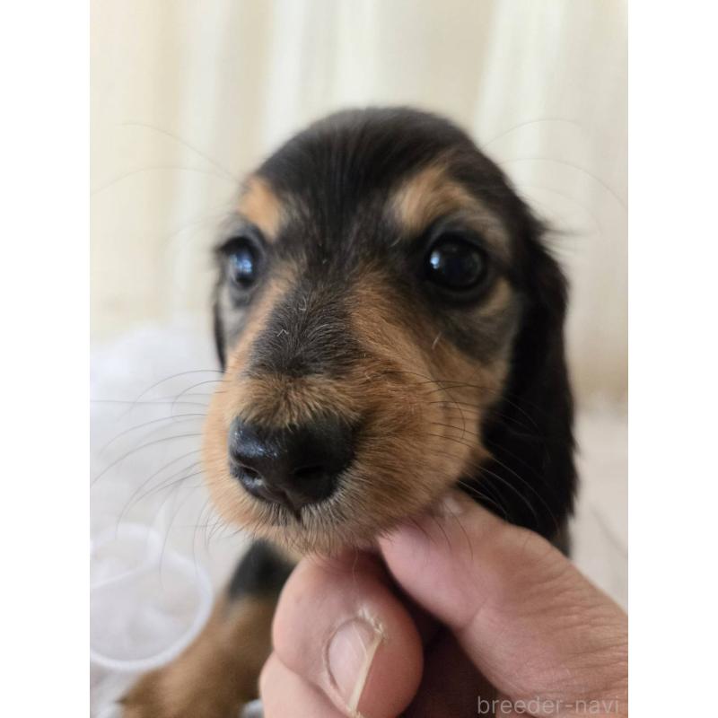 販売中の茨城県のミニチュアダックスフンド(ロングヘアード)-442235の3枚目