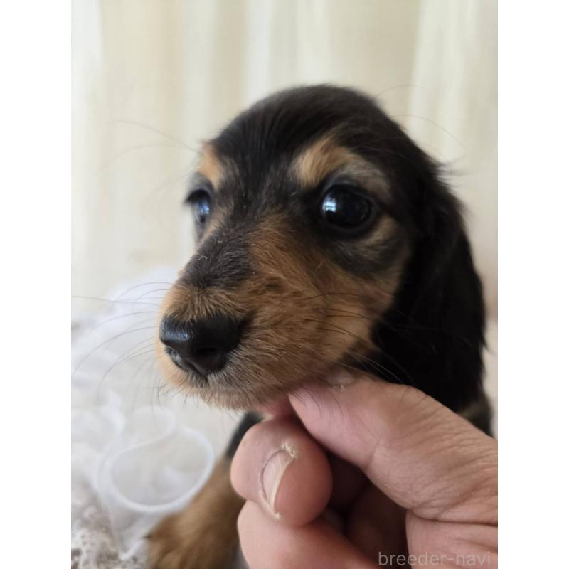 販売中の茨城県のミニチュアダックスフンド(ロングヘアード)-442235の2枚目