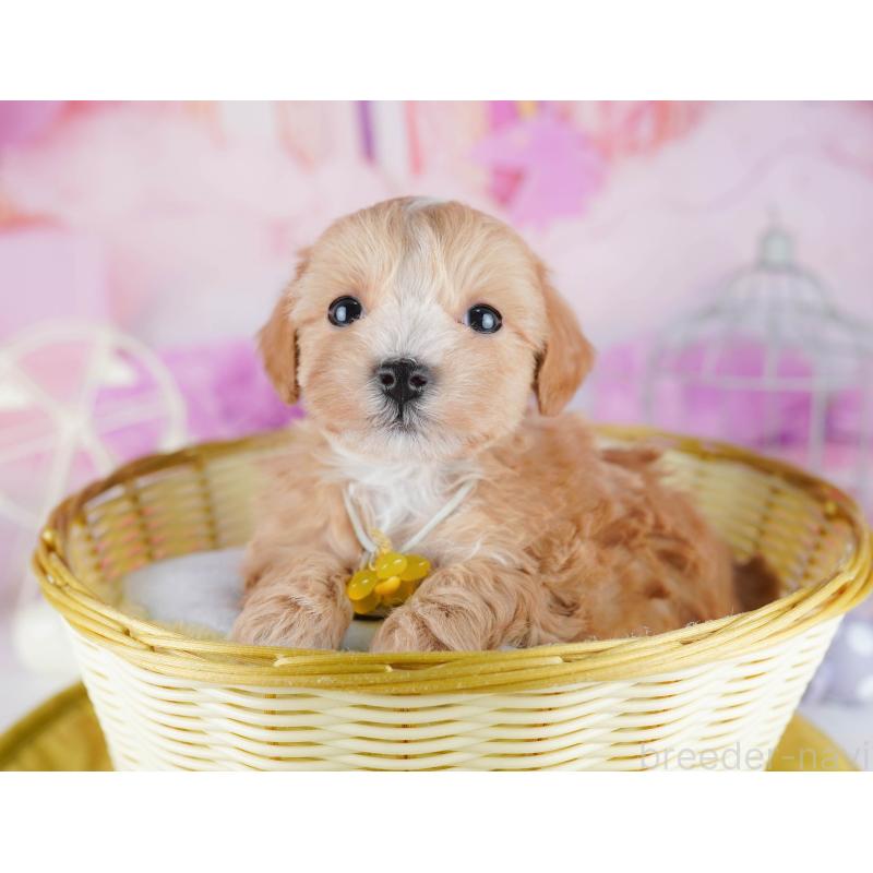 販売中の東京都のマルプー:マルチーズ×トイプードル-442236の3枚目