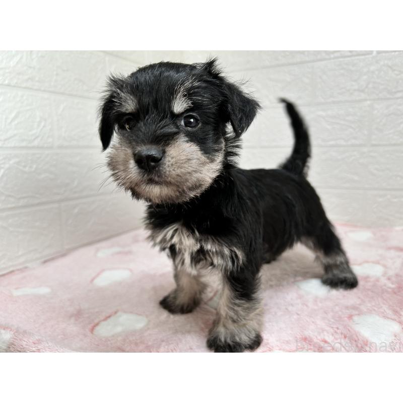 販売中の埼玉県のマルシュナ:マルチーズ×ミニチュアシュナウザー-442238の9枚目