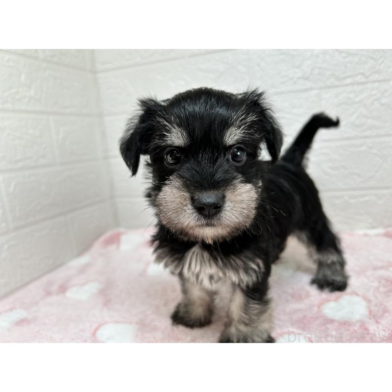 販売中の埼玉県のマルシュナ:マルチーズ×ミニチュアシュナウザー-442238の7枚目