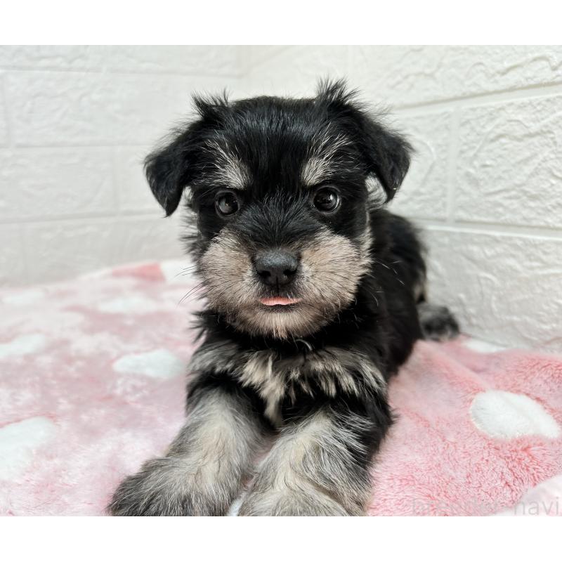 販売中の埼玉県のマルシュナ:マルチーズ×ミニチュアシュナウザー-442238の6枚目