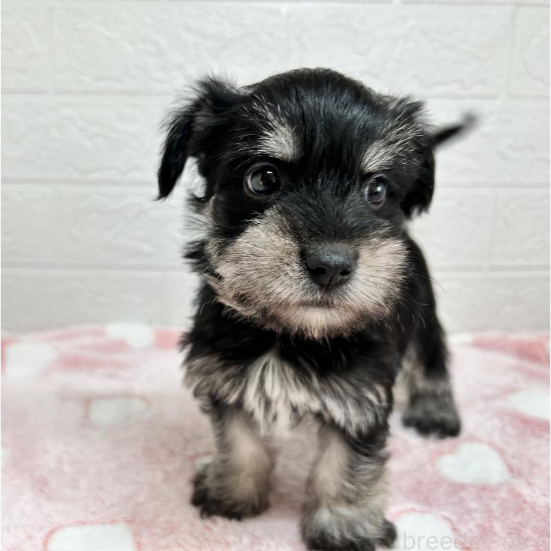 販売中の埼玉県のマルシュナ:マルチーズ×ミニチュアシュナウザー-442238の5枚目