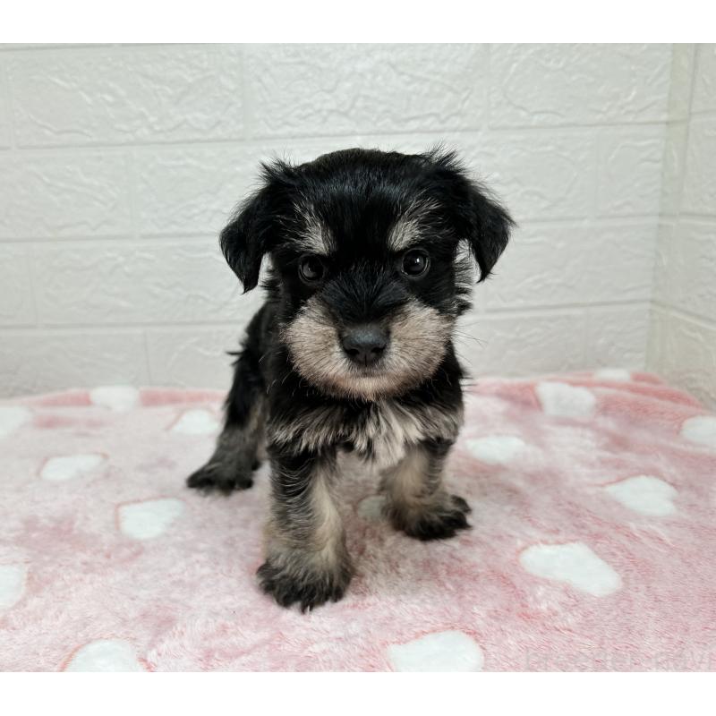 販売中の埼玉県のマルシュナ:マルチーズ×ミニチュアシュナウザー-442238の4枚目