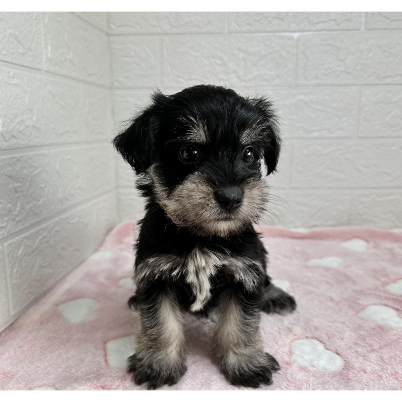 販売中の埼玉県のマルシュナ:マルチーズ×ミニチュアシュナウザー-442238の3枚目