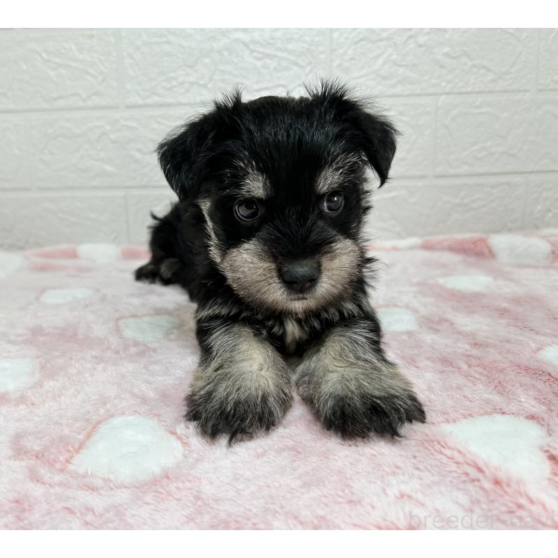 販売中の埼玉県のマルシュナ:マルチーズ×ミニチュアシュナウザー-442238の2枚目