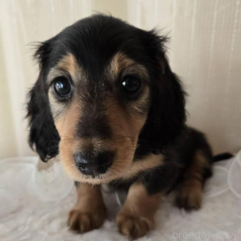 販売中の茨城県のミニチュアダックスフンド(ロングヘアード)-442235