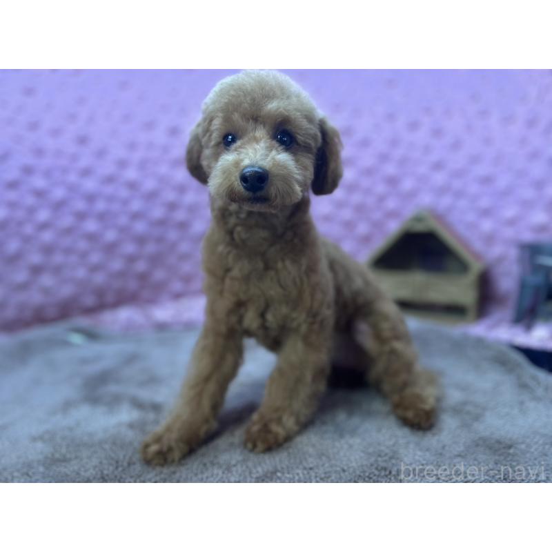 販売中の茨城県のトイプードル-442239の16枚目