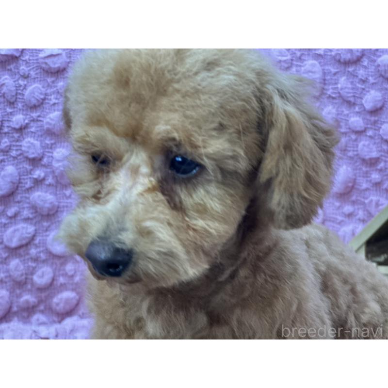販売中の茨城県のトイプードル-442239の15枚目
