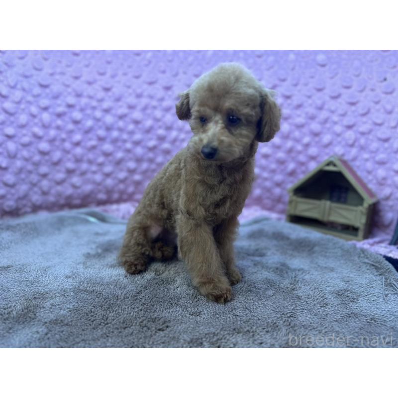 販売中の茨城県のトイプードル-442239の14枚目
