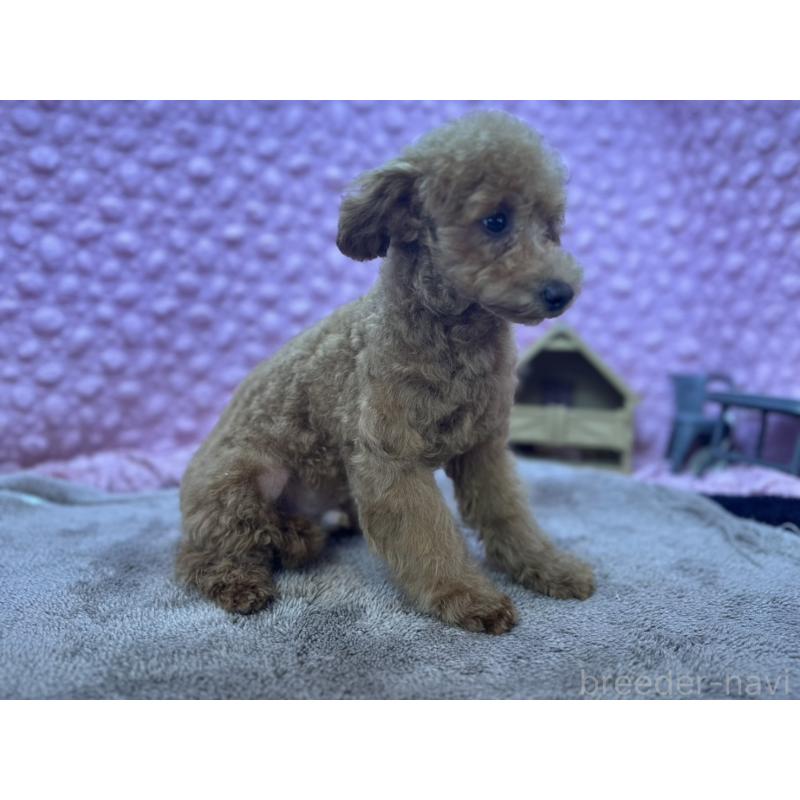 販売中の茨城県のトイプードル-442239の13枚目