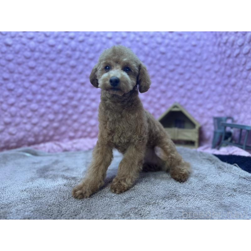 販売中の茨城県のトイプードル-442239の12枚目