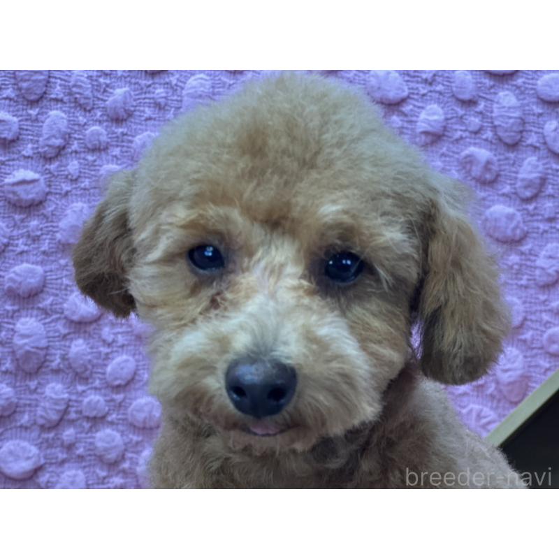 販売中の茨城県のトイプードル-442239の11枚目