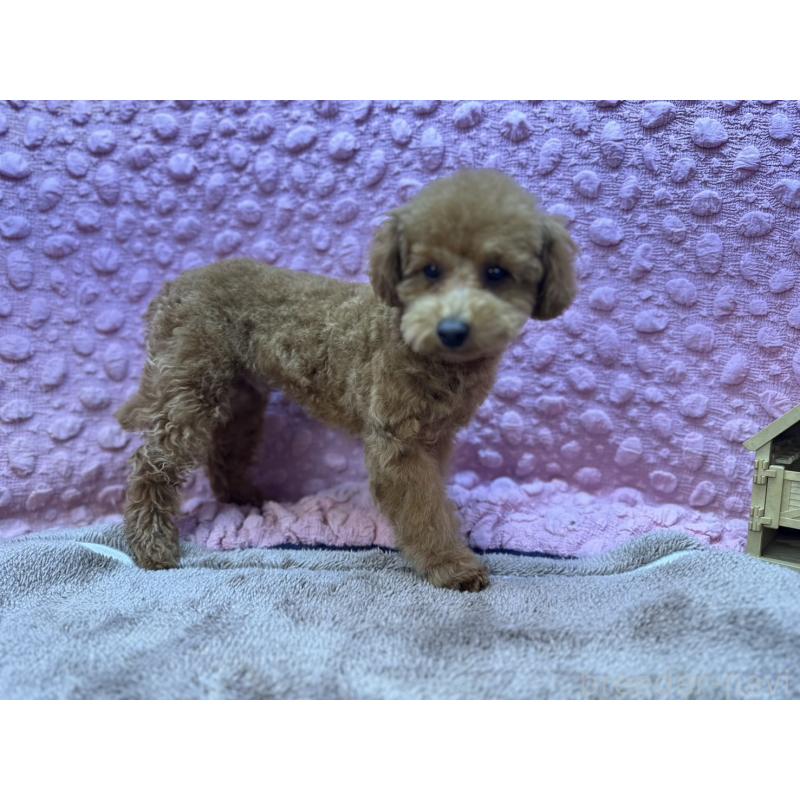 販売中の茨城県のトイプードル-442239の10枚目