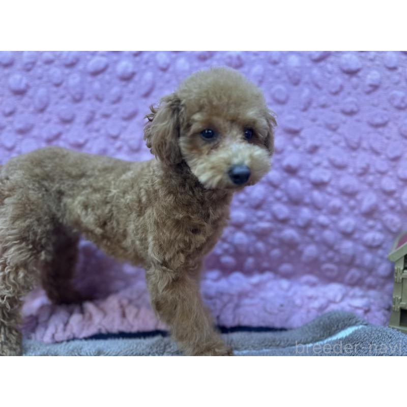 販売中の茨城県のトイプードル-442239の9枚目