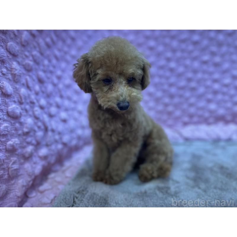 販売中の茨城県のトイプードル-442239の8枚目