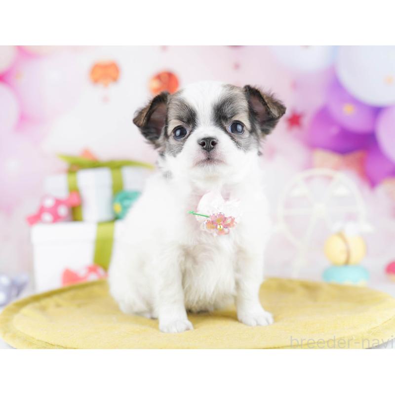 販売中の東京都のチワワ(ロングコート)-442241