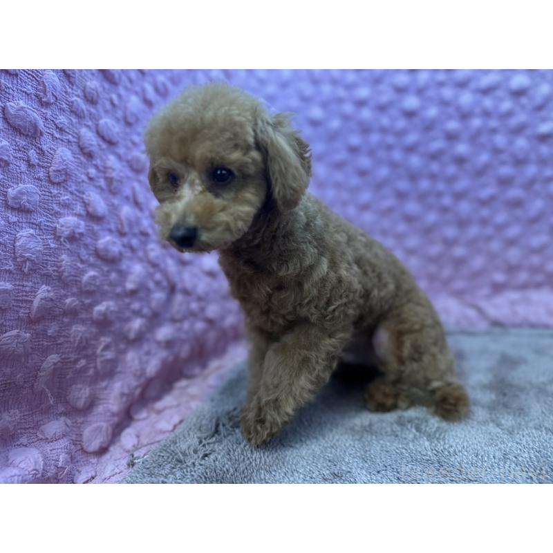 販売中の茨城県のトイプードル-442239の7枚目