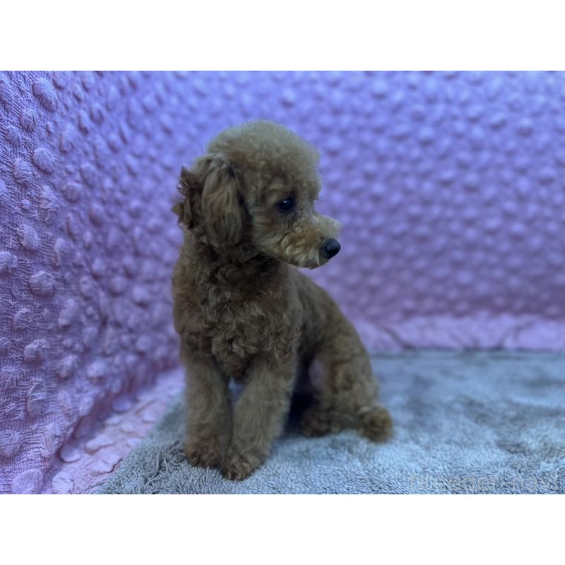 販売中の茨城県のトイプードル-442239の6枚目