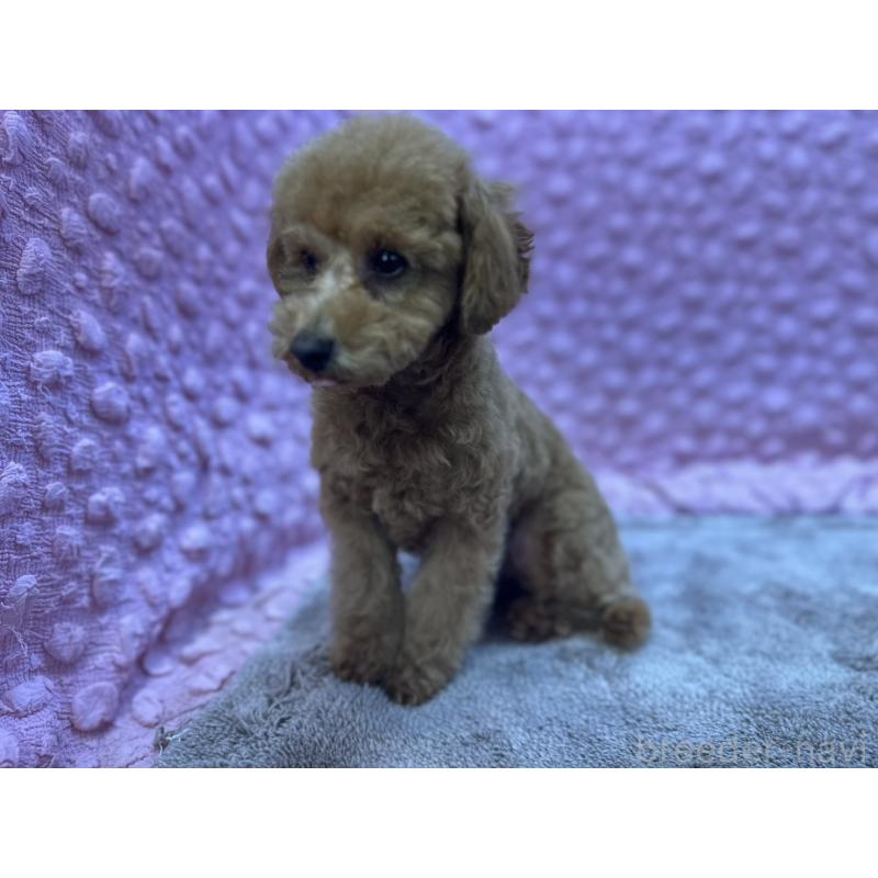 販売中の茨城県のトイプードル-442239の5枚目