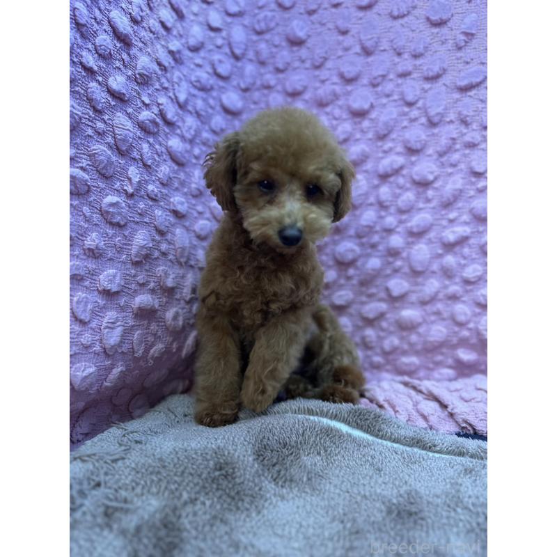 販売中の茨城県のトイプードル-442239の1枚目