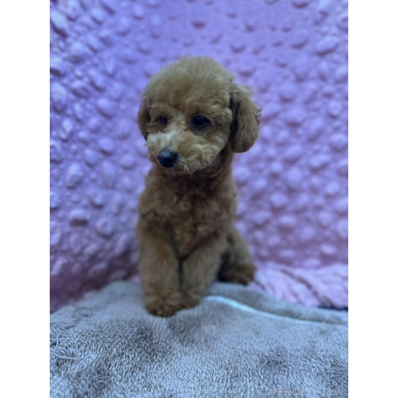 販売中の茨城県のトイプードル-442239の4枚目