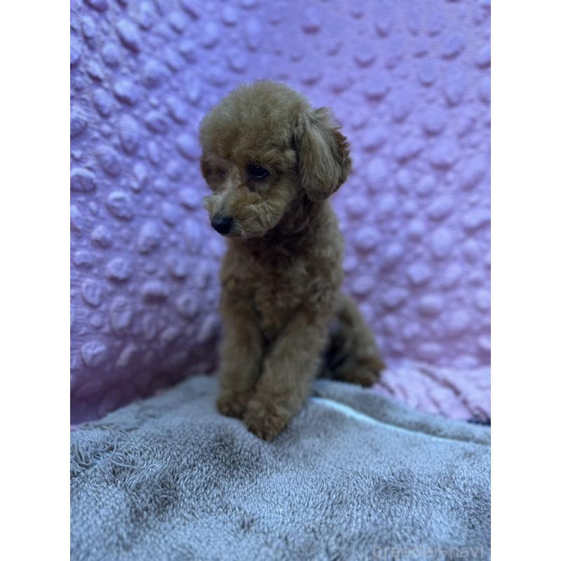 販売中の茨城県のトイプードル-442239の3枚目