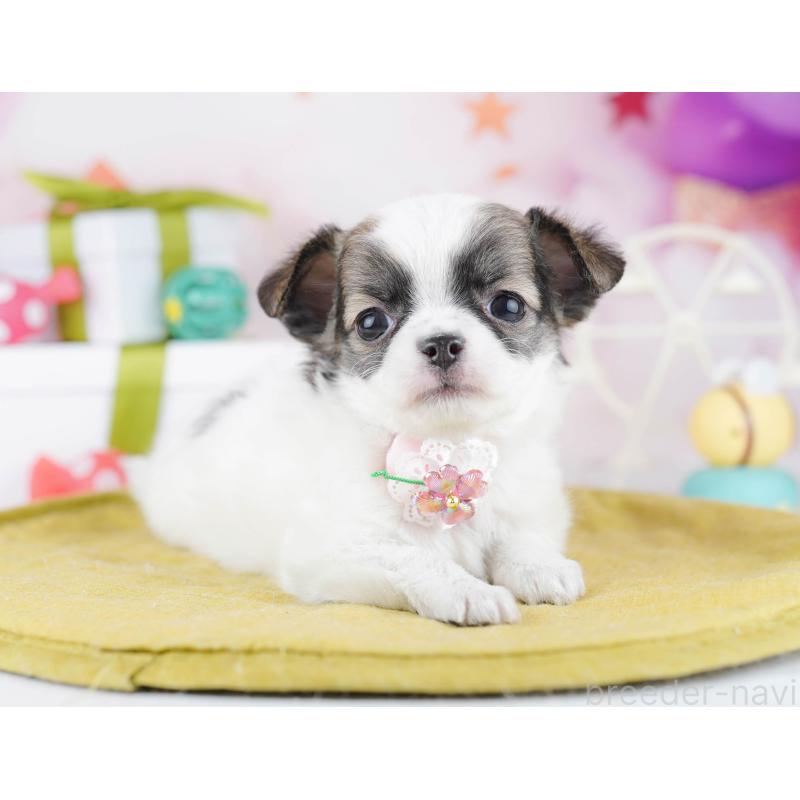 販売中の東京都のチワワ(ロングコート)-442241の3枚目