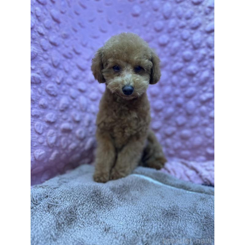 販売中の茨城県のトイプードル-442239の2枚目