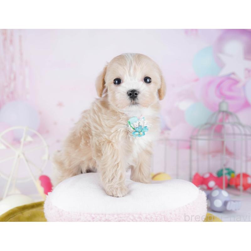 販売中の東京都のマルプー:マルチーズ×トイプードル-442240の1枚目