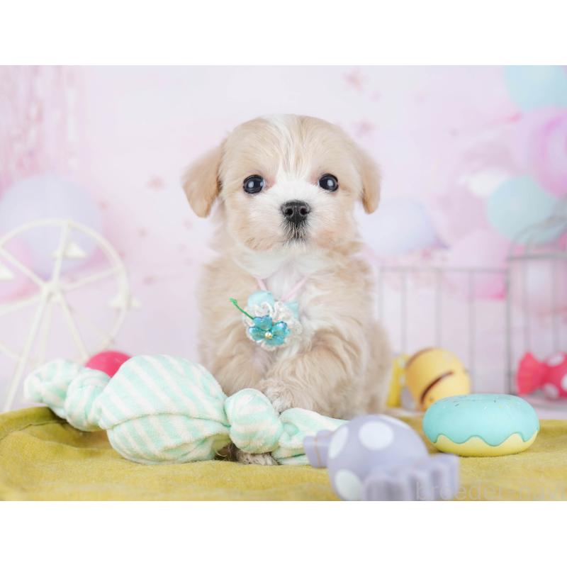 販売中の東京都のマルプー:マルチーズ×トイプードル-442240の6枚目